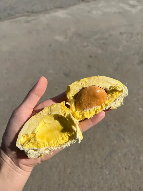 Hand holding fresh durian